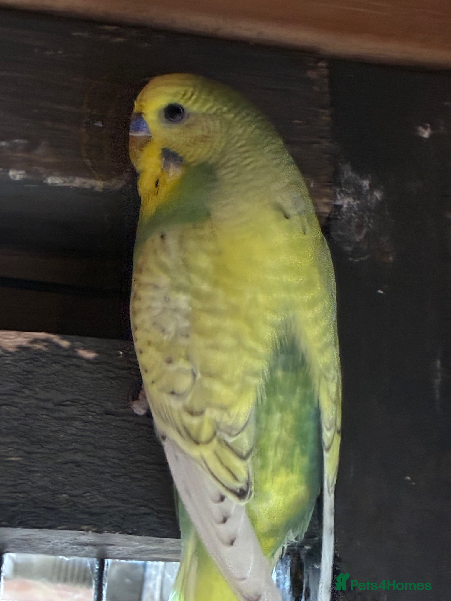 Budgerigars birds Aviary-bred Budgies’s  - Advert 1