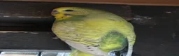 Budgerigars birds for sale: Aviary-bred Budgies’s  - Advert 1