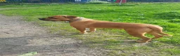 Mixed Breed dogs for sale: Female Cane Corso/Mastiff Nala - Advert 4
