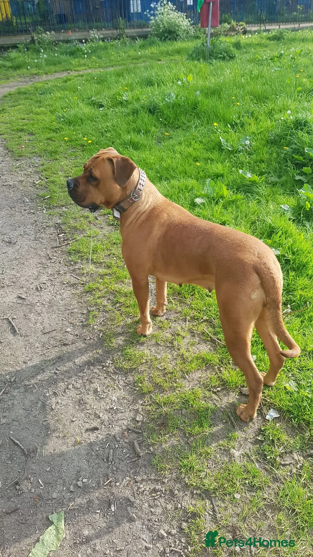 Mixed Breed dogs for sale: Female Cane Corso/Mastiff Nala - Advert 4