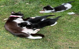 Mixed Breed cats for sale: Three kittens  - Image 9