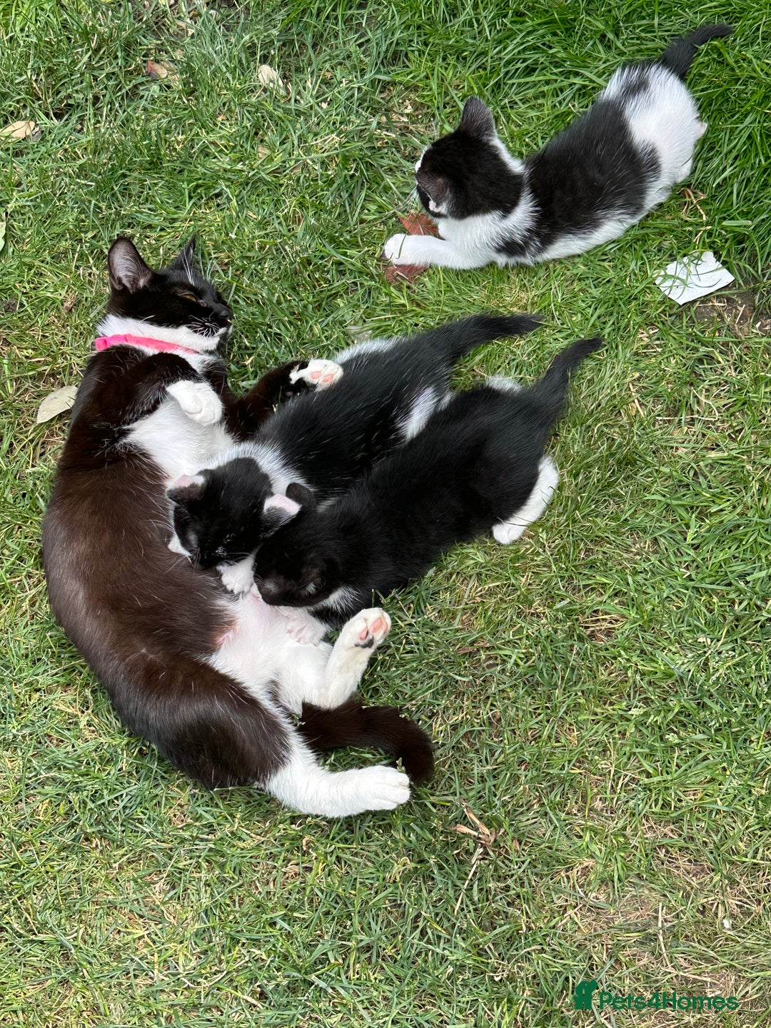 Mixed Breed cats for sale: Three kittens  - Image 9
