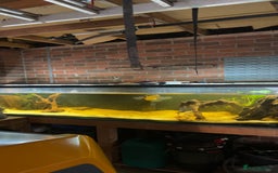 Other/Mixed Breed fish for sale: emperor snakehead for sale  - Image 4