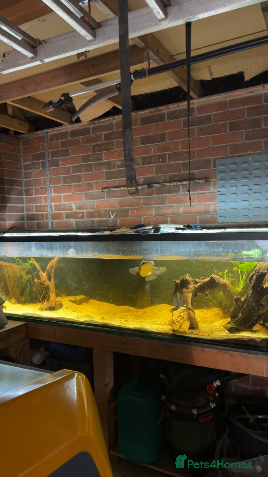 Other/Mixed Breed fish for sale: emperor snakehead for sale  - Image 4
