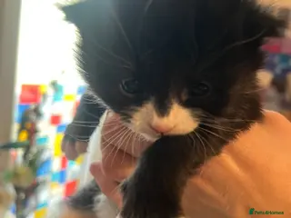 Mixed Breed cats Beautiful Persian X 3rdGen mainecoon - Advert 12