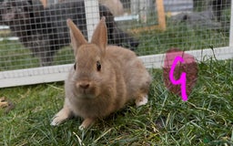 Netherland Dwarf rabbits for sale: Various Netherland Dwarfs available from £20 - Image 22