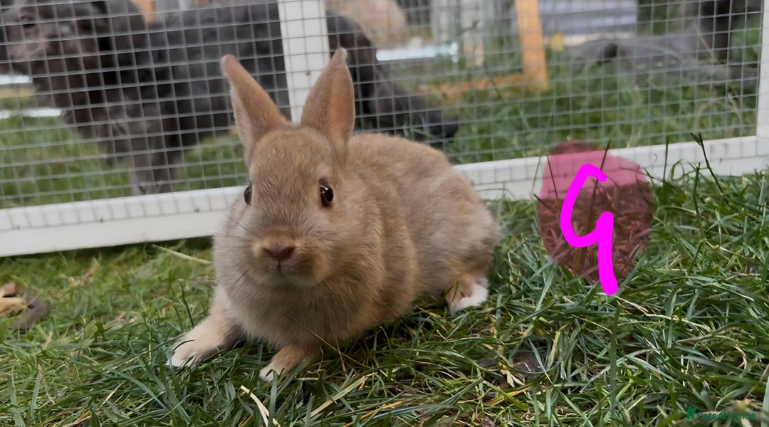 Netherland Dwarf rabbits for sale: Various Netherland Dwarfs available from £20 - Image 22