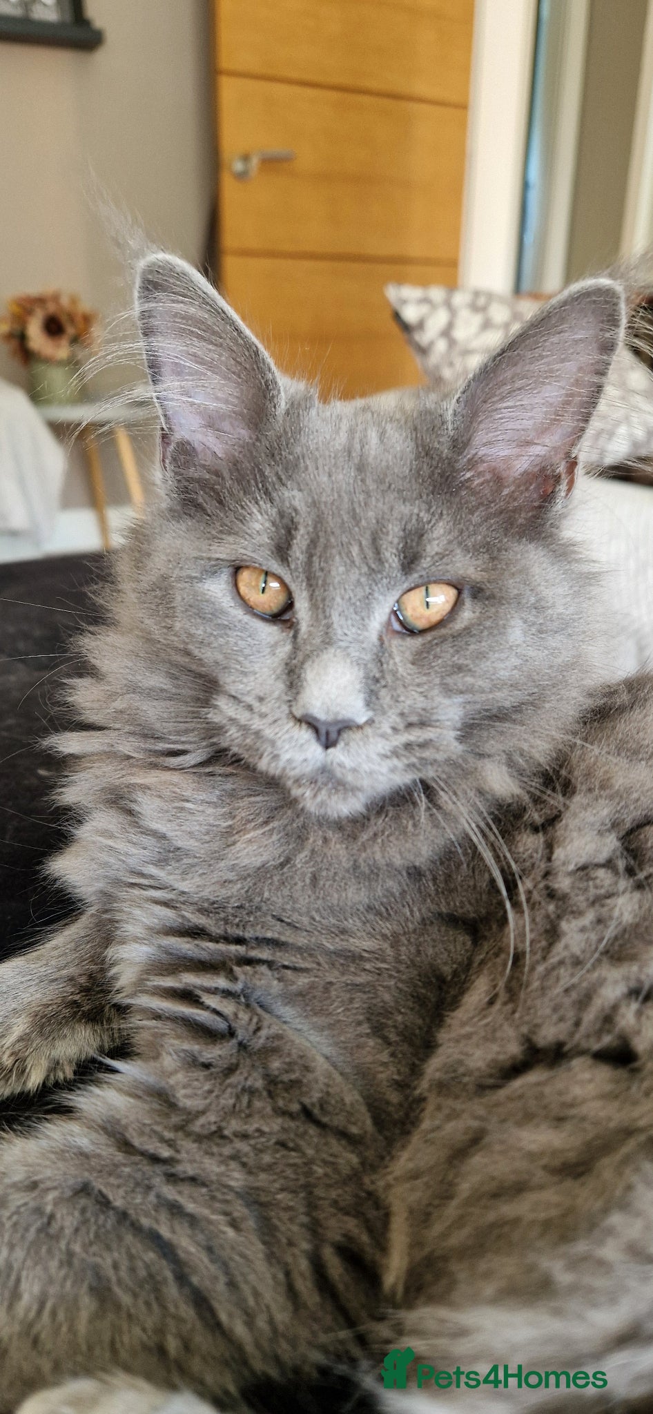 Maine Coon cats Maine Coon Active Girl, Solid Blue - Advert 2