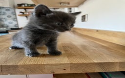 Mixed Breed cats for sale: Little black female kittens!  - Image 3