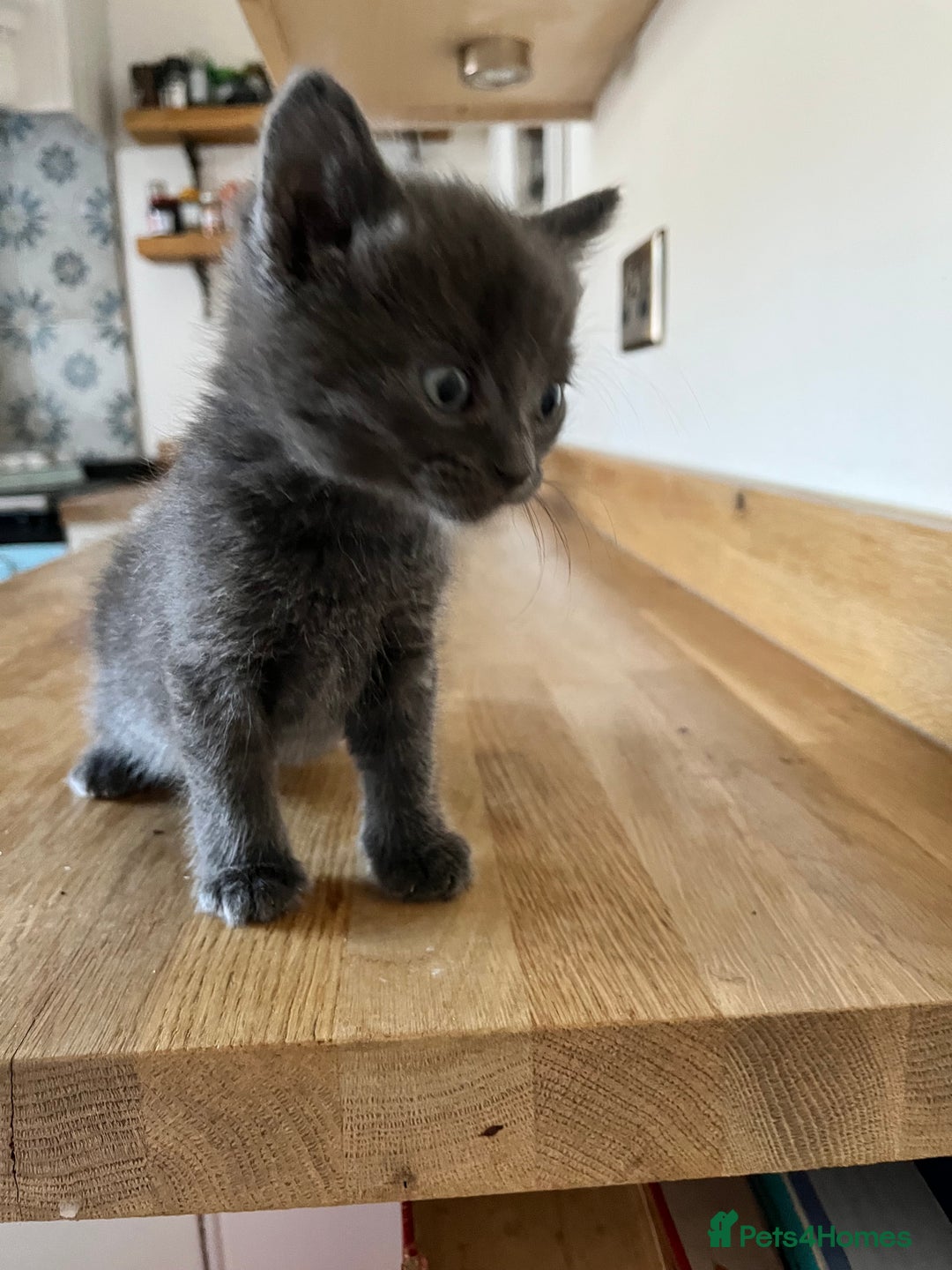 Mixed Breed cats for sale: Little black female kittens!  - Image 3