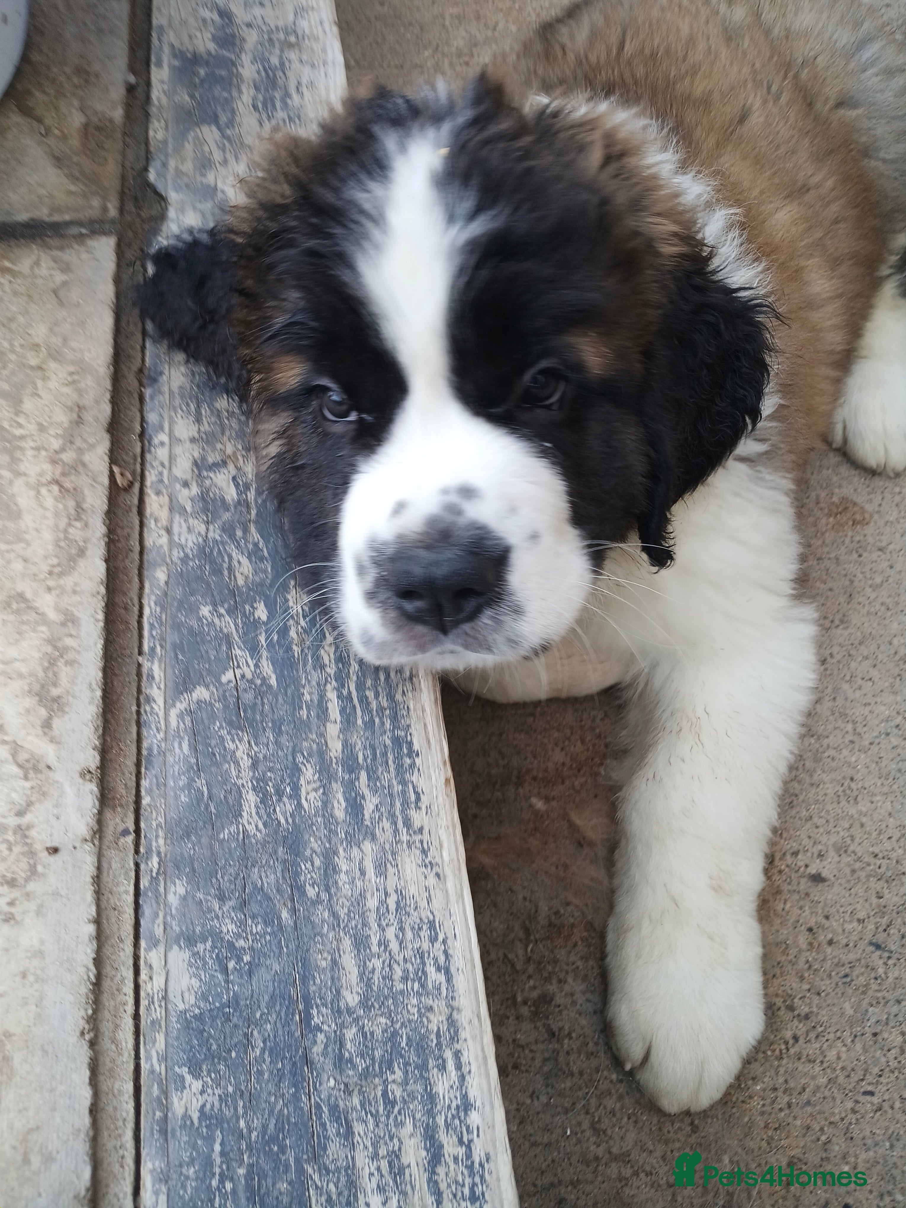 Saint Bernard dogs One long head boy and two long-haired girls - Advert 2