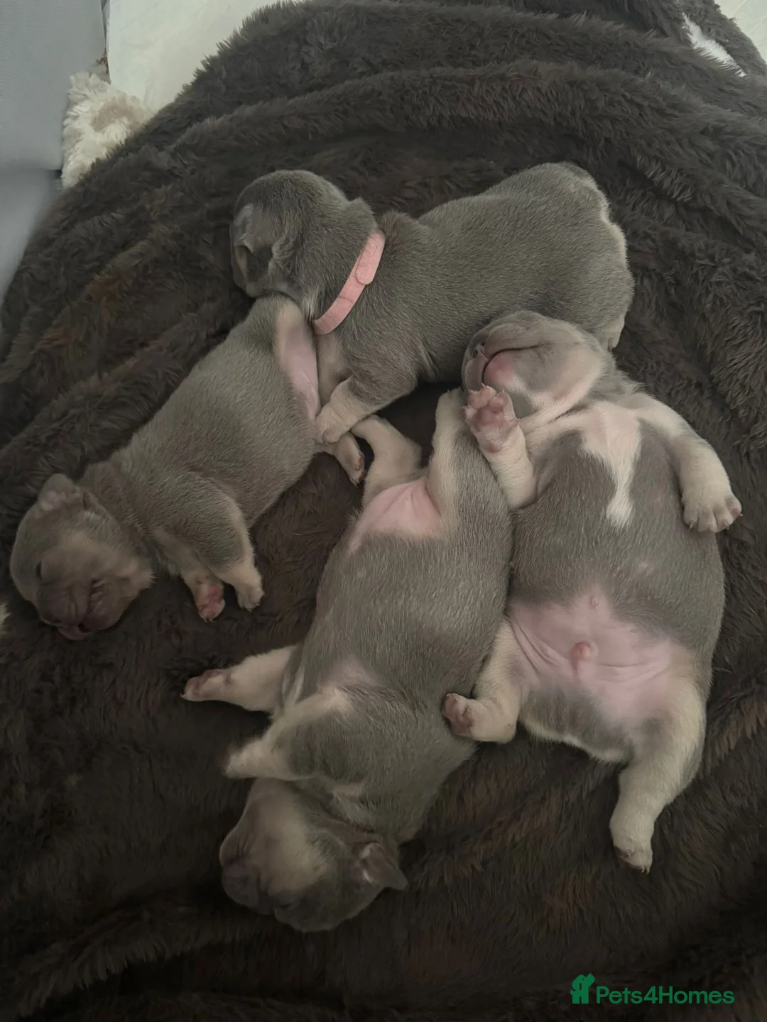 French Bulldog dogs for sale: Lilac & Tan KC Reg French Bulldog puppies  - Advert 8