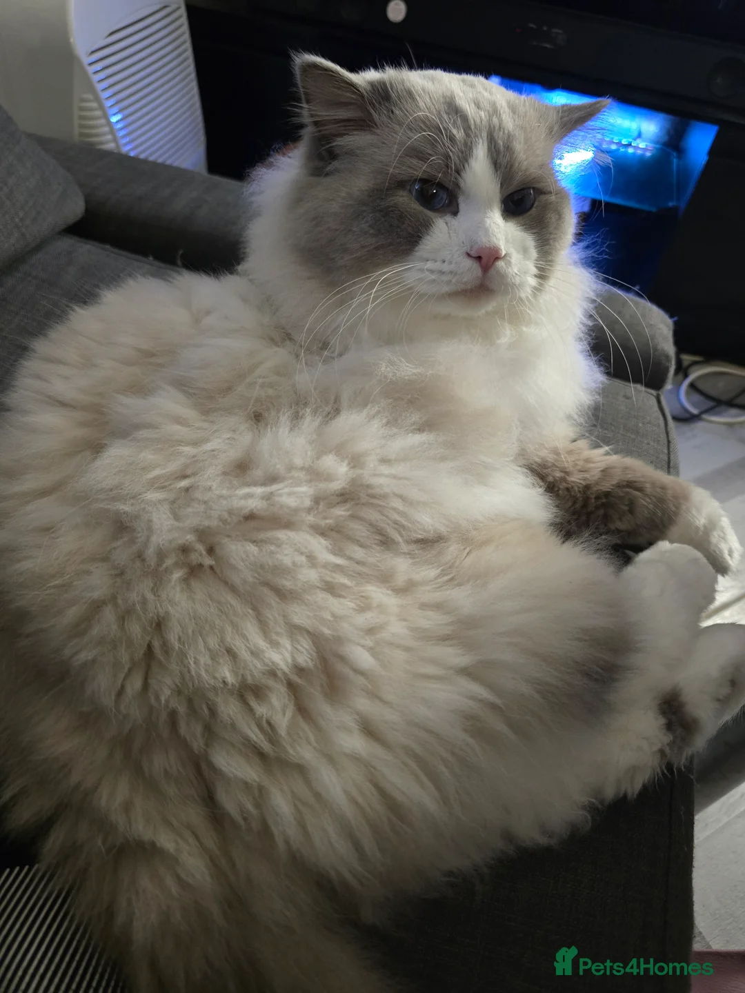 Ragdoll cats for stud: Charles - TICA and Gccf registered active boy  in Bournemouth - Advert 29