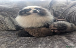 Pomeranian dogs for sale: Pomeranian puppies mixed colours  - Image 16