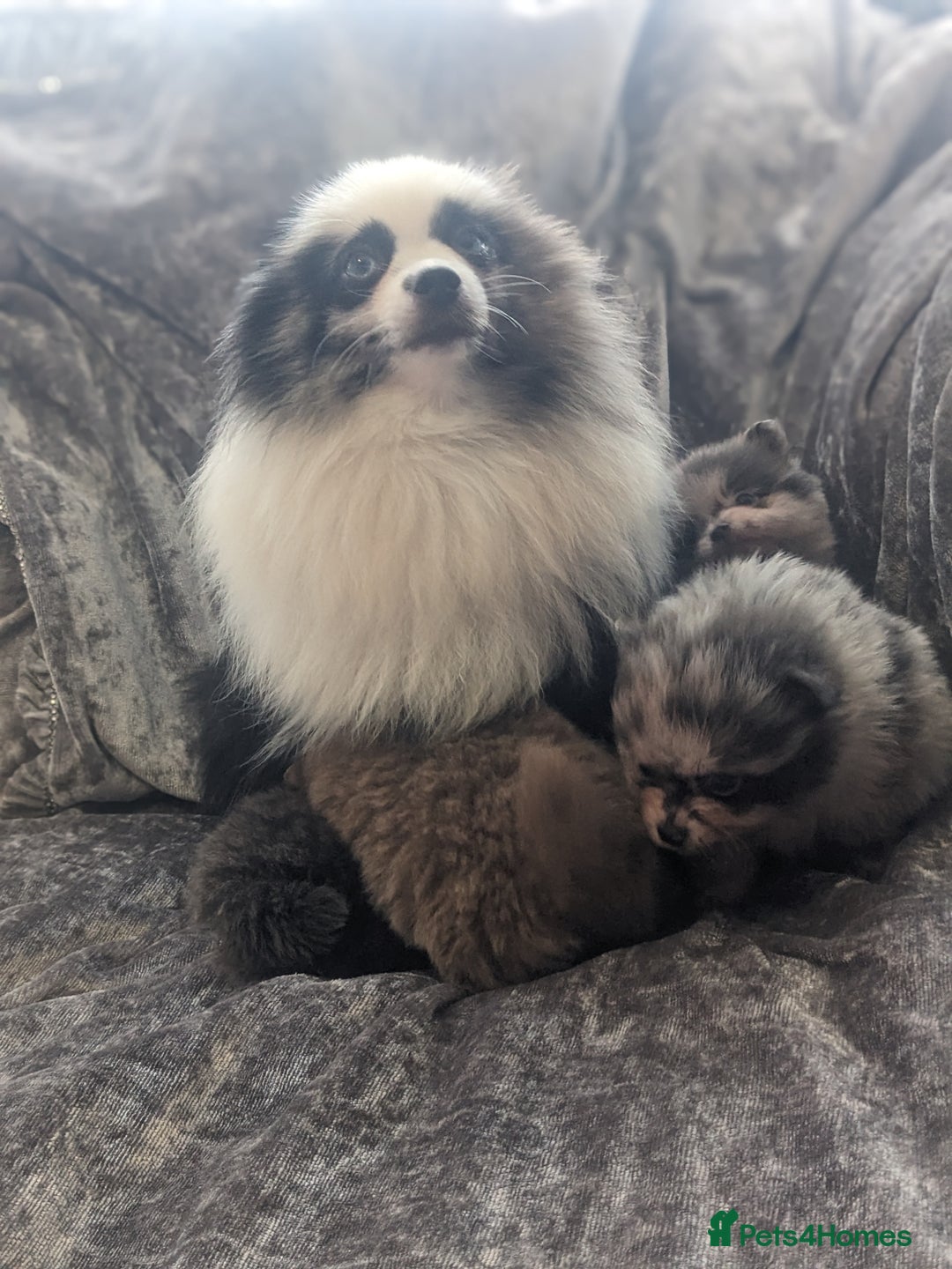Pomeranian dogs for sale: Pomeranian puppies mixed colours  - Image 16