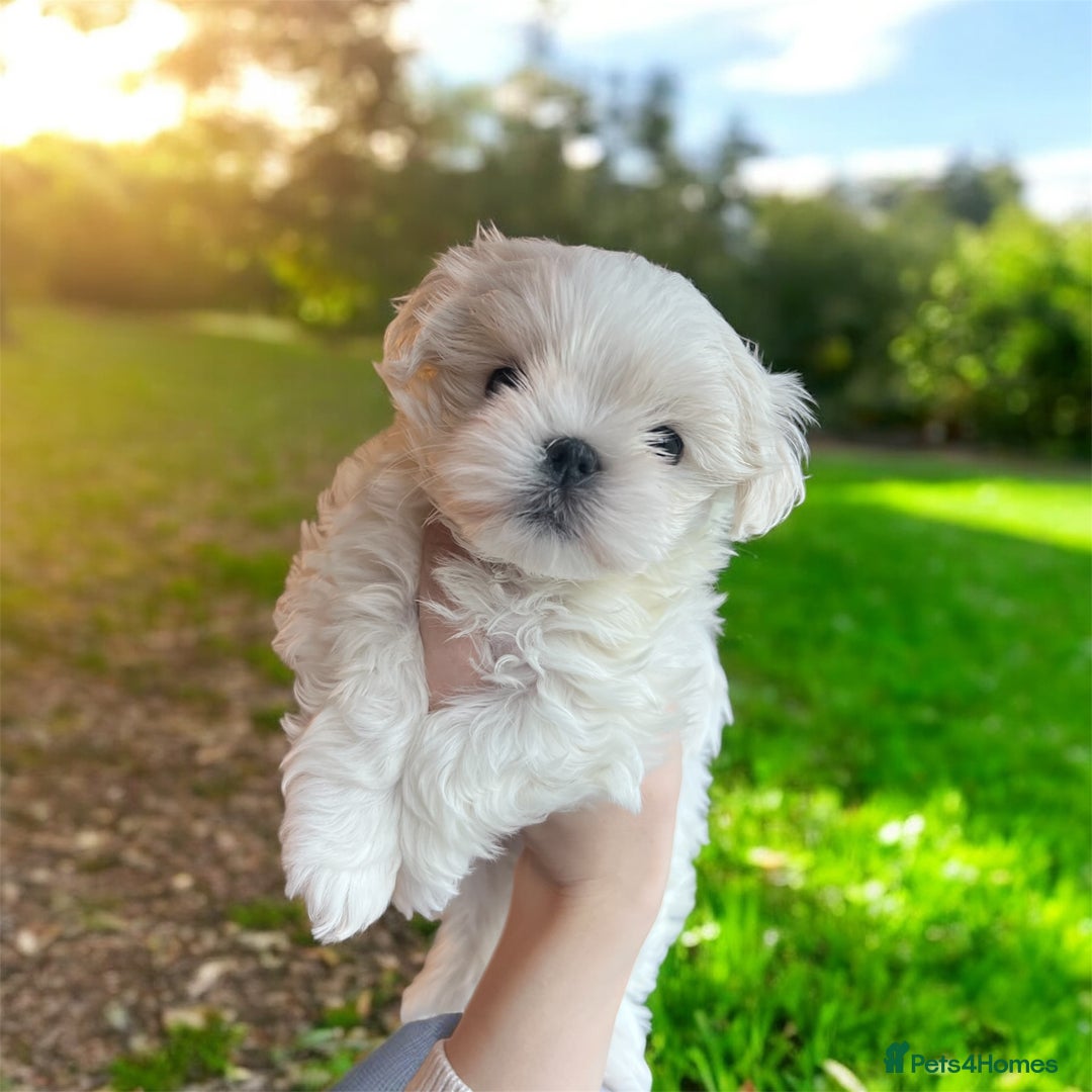 Maltese dogs for sale: ✨Gorgeous maltese puppies ✨  - Advert 1