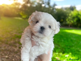 Maltese dogs ✨Gorgeous maltese puppies ✨ - Advert 4