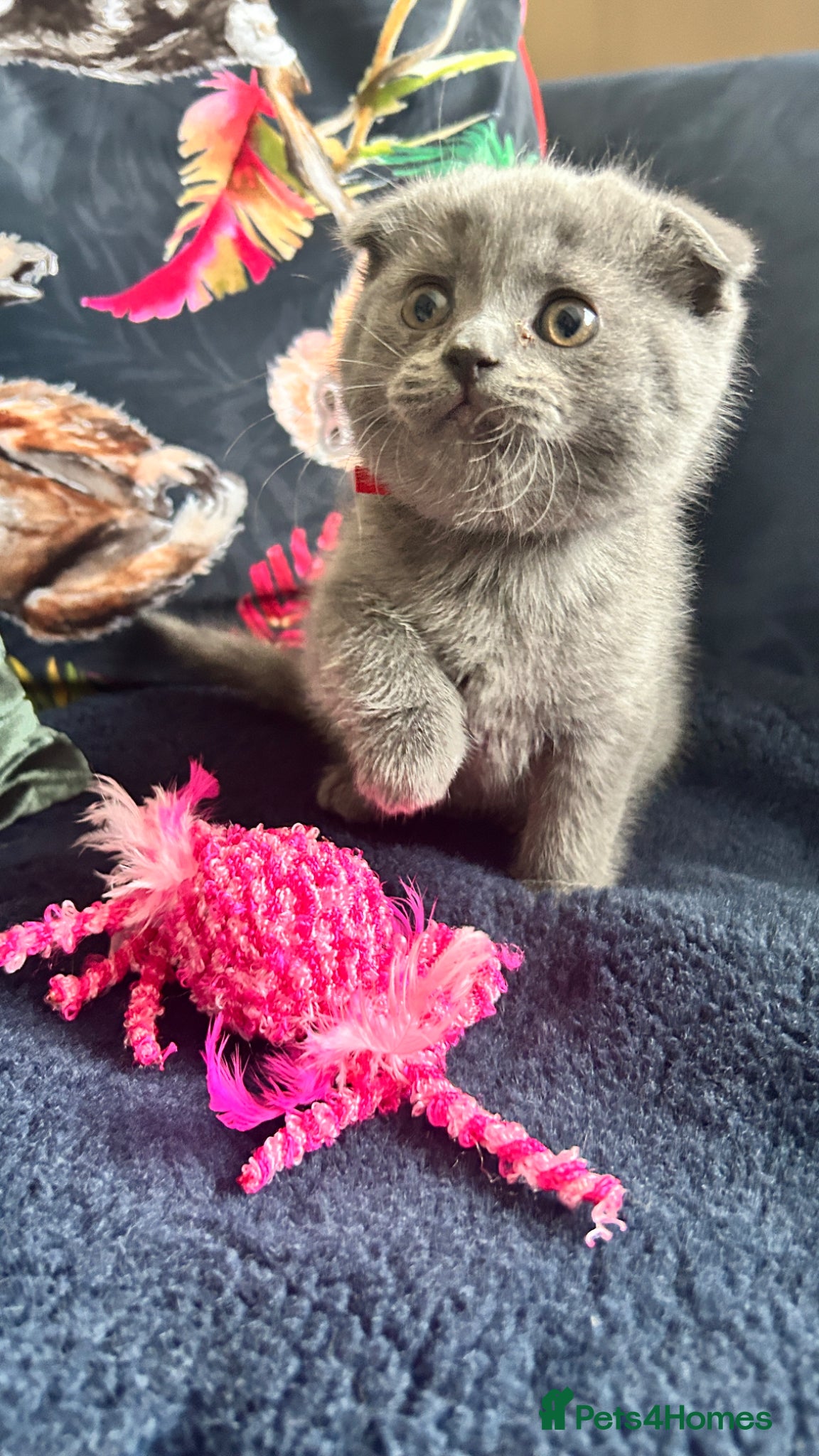 Scottish Fold cats Six Stunning Scottish Fold Kittens  - Advert 2