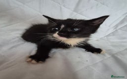 Mixed Breed cats for sale: 4 beautiful fluffy kittens ready now - Image 8