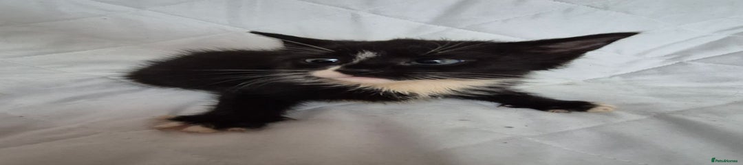 Mixed Breed Kitten 4
