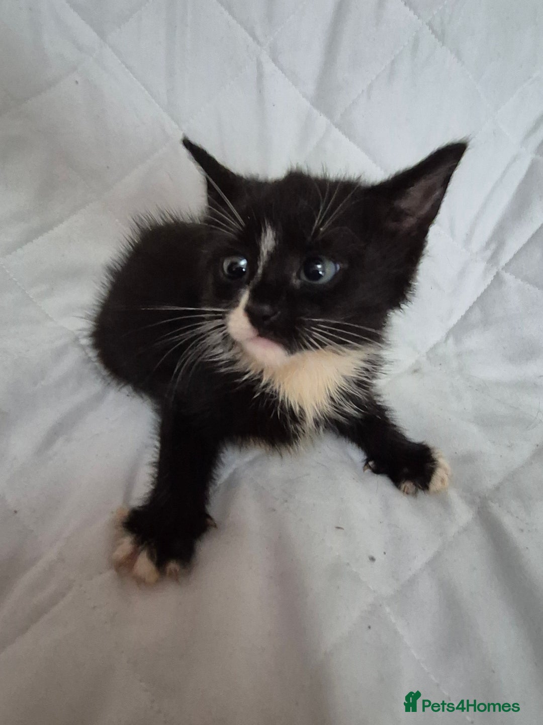 Mixed Breed cats for sale: 4 beautiful fluffy kittens ready now - Image 8