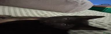 Bombay Kitten 2