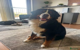 Bernese Mountain Dog dogs for stud: Bernese Mountain Dog for stud in Glasgow - Image 1