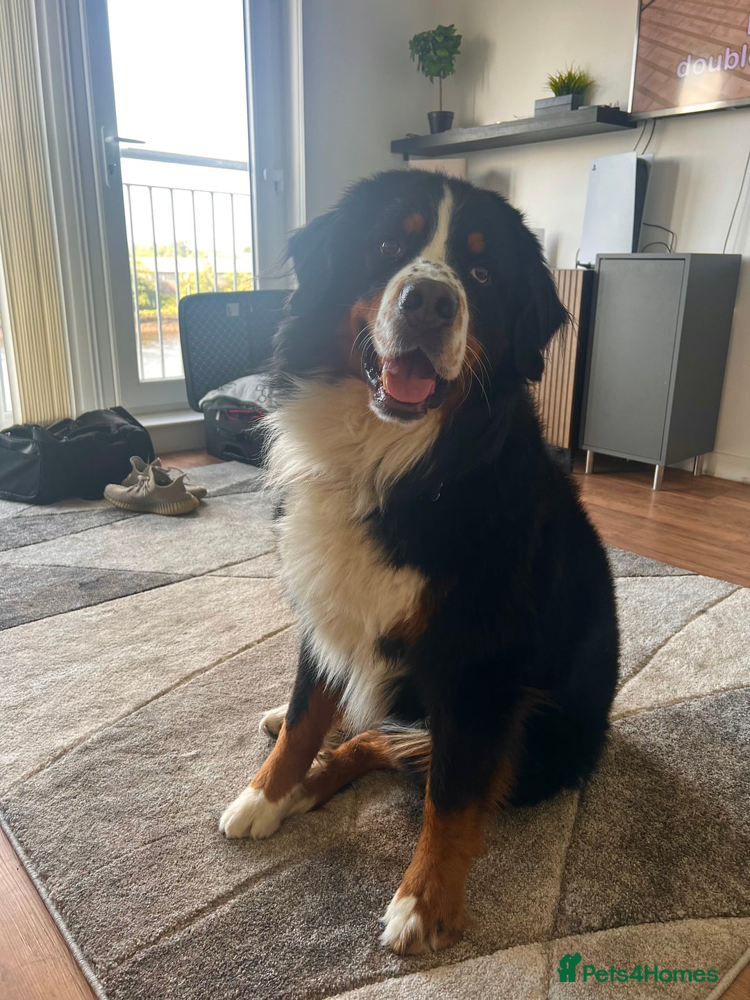 Bernese Mountain Dog dogs for stud: Bernese Mountain Dog for stud in Glasgow - Image 1