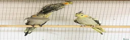 Cockatiels birds for sale: Beautiful baby hand tamed cockatiels for sale. - Advert 16