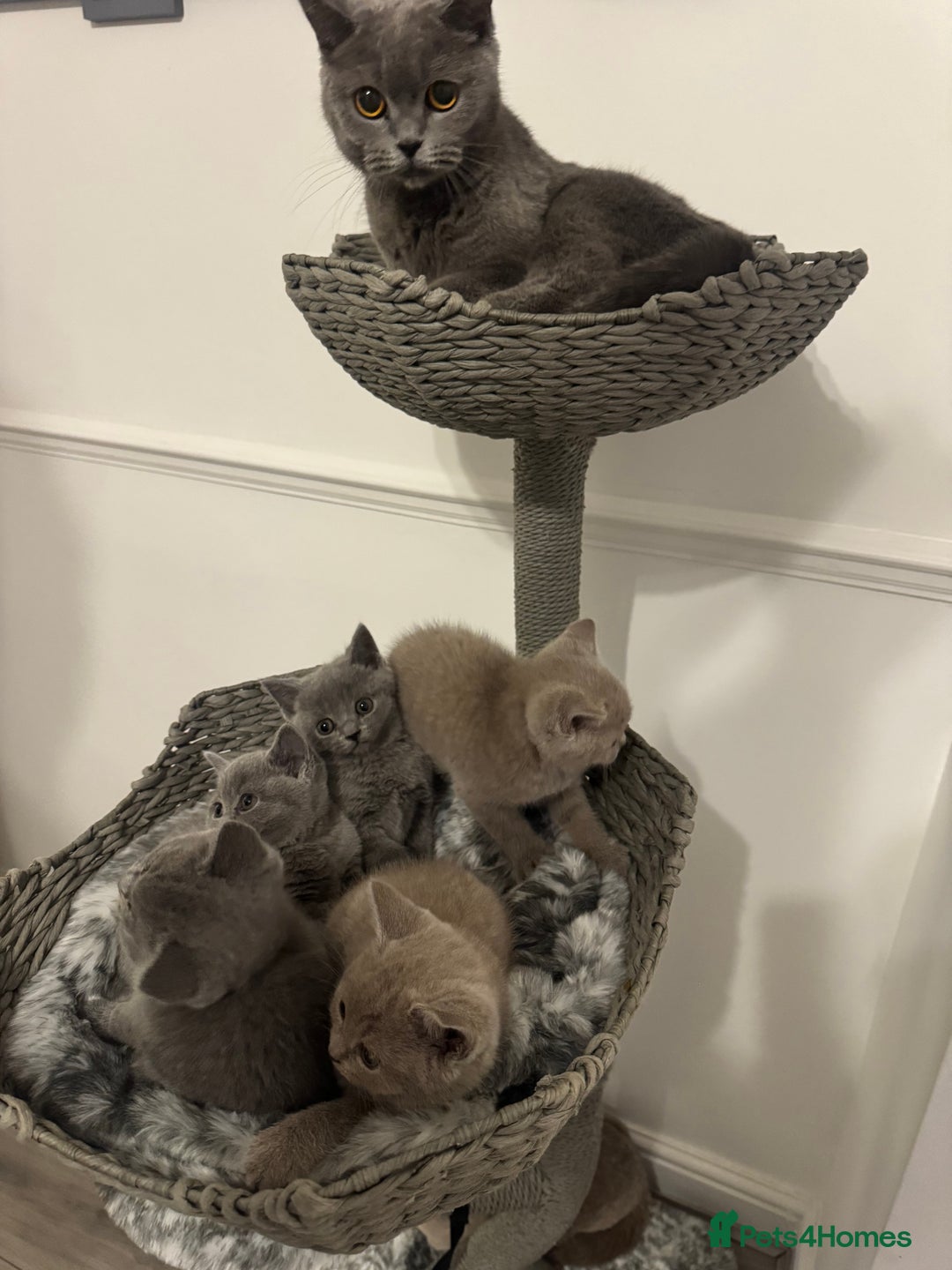 British Shorthair cats for sale:  ❤️Adorable British Shorthair Kittens❤️ - Advert 4