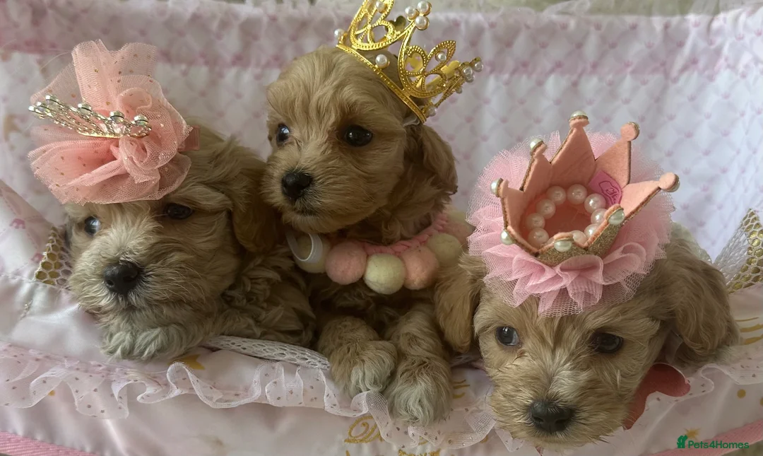 Maltipoo dogs for sale: 👑✨ F1 TOY MALTIPOO PUPS✨👑 - Advert 2