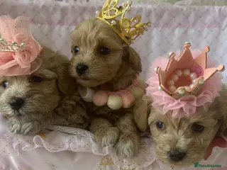 Maltipoo dogs 👑✨ F1 TOY MALTIPOO PUPS✨👑 - Advert 1