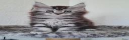 Maine Coon cats for sale: GCCF REGISTERED MAINE COON KITTENS - Advert 7