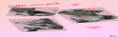 Miss Pink