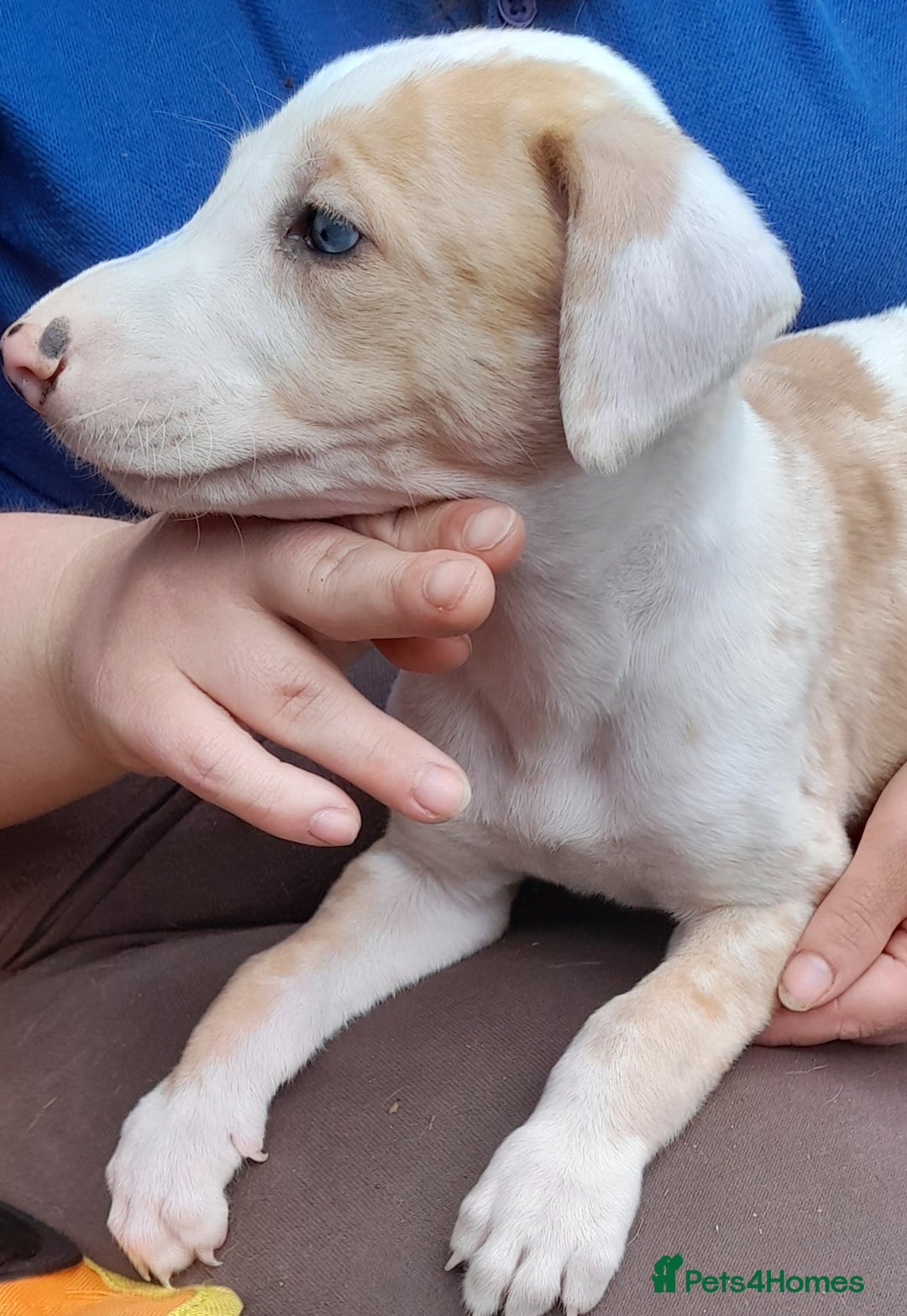 Lurcher dogs for sale: Beautiful red merle and white dog puppy - Image 2