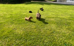 Miniature Dachshund dogs for sale: Miniature dachshund puppies - Image 14