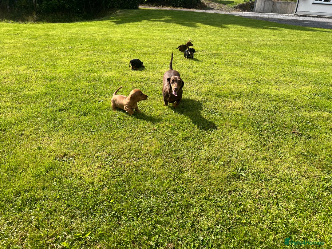 Miniature Dachshund dogs for sale: Miniature dachshund puppies - Image 14