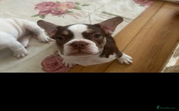 French Bulldog dogs for sale: French bulldog puppies - Image 1