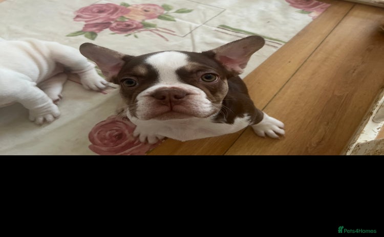 French Bulldog dogs for sale - Advert 1