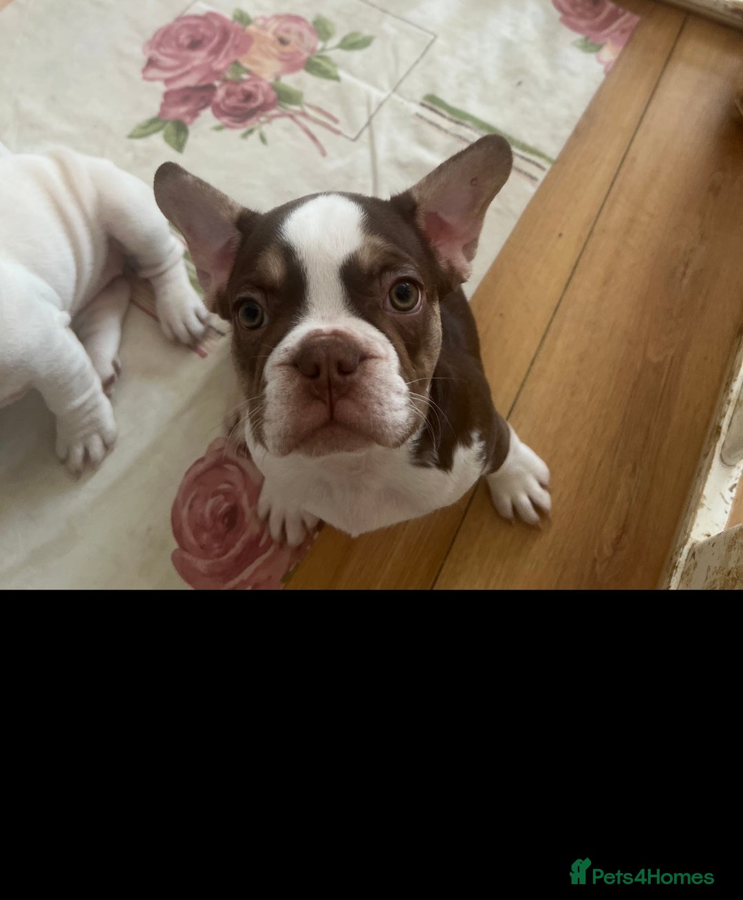 French Bulldog dogs for sale: French bulldog puppies - Image 1