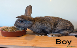Mini Lop rabbits for sale: Lots of bunnies for sale  - Image 6