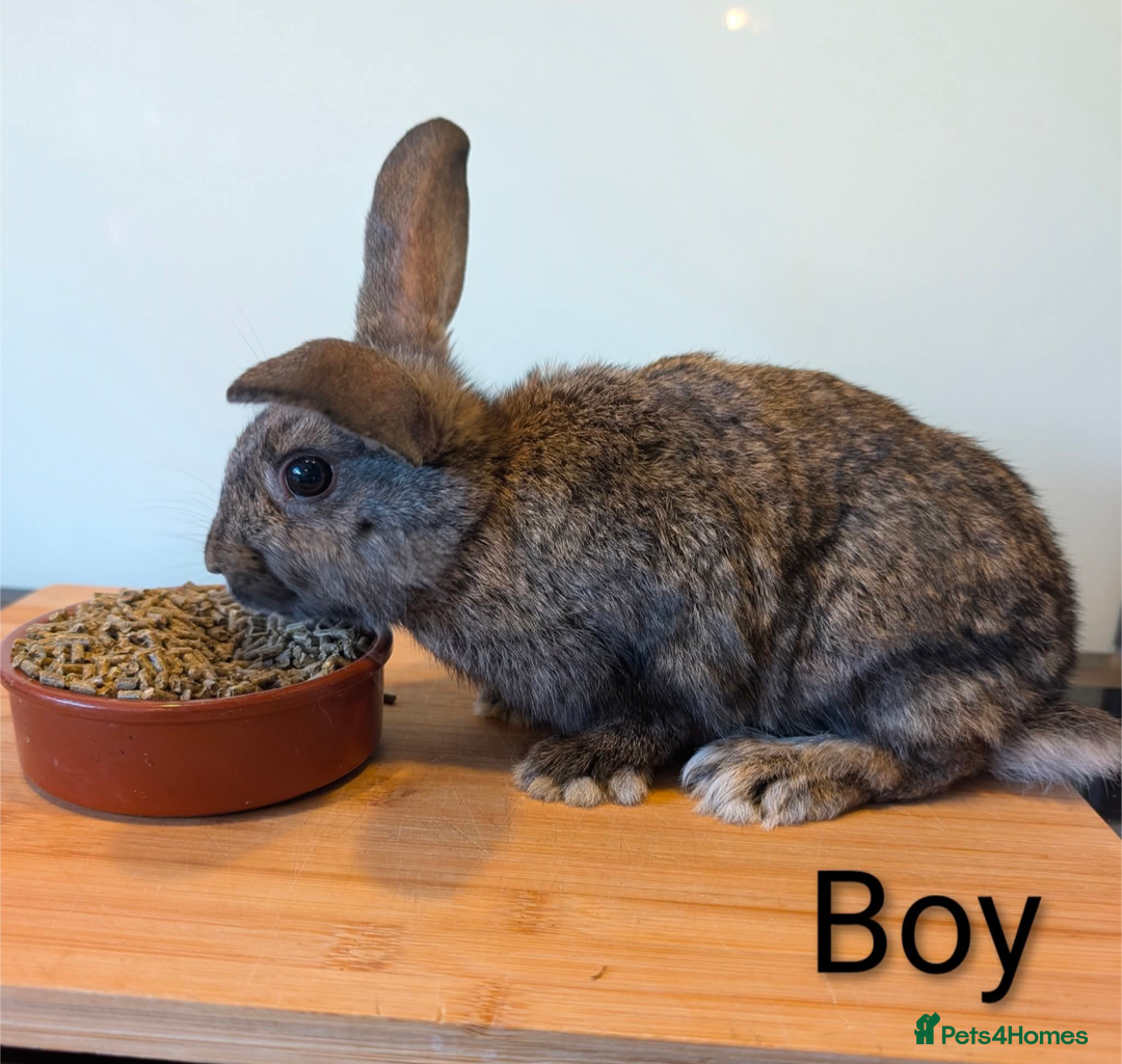Mini Lop rabbits for sale: Lots of bunnies for sale  - Image 6