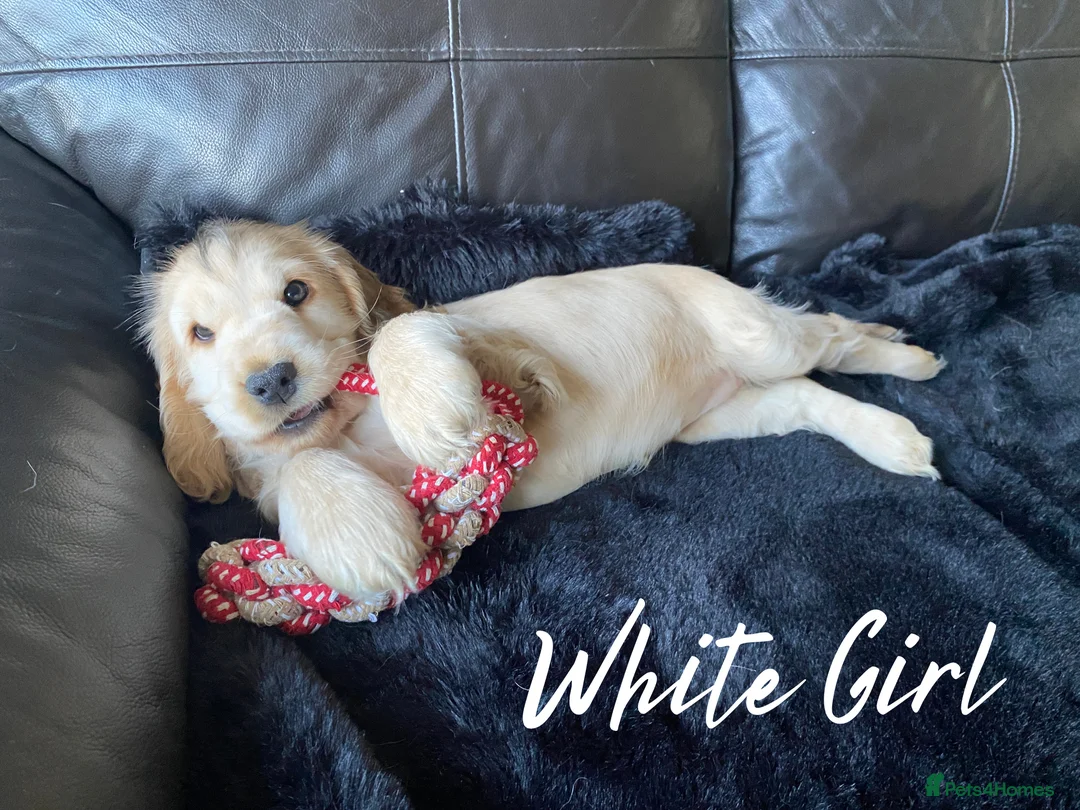 Cocker Spaniel dogs for sale: Stunning Litter of Show Cocker Spaniels  - Advert 23