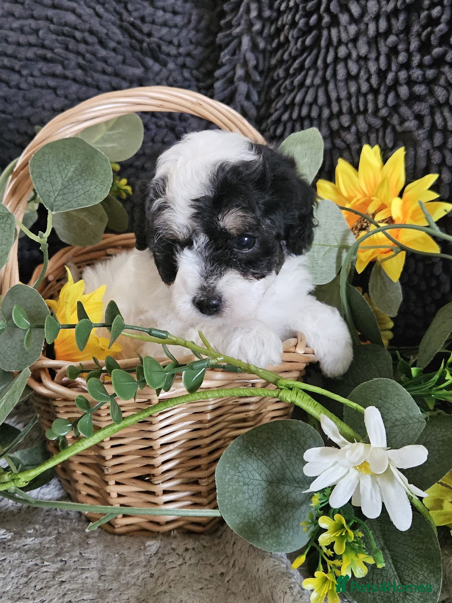 Maltipoo dogs Stunning F1 multipoo puppies  - Advert 4