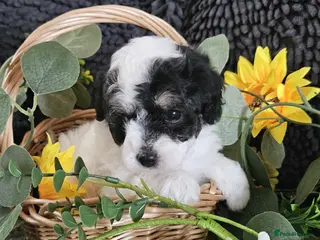Maltipoo dogs Stunning F1 multipoo puppies - Advert 4