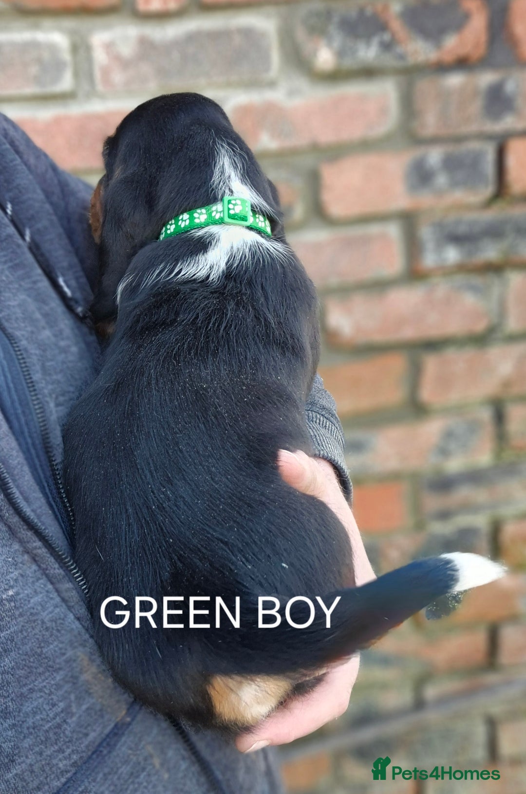 Basset Hound dogs for sale: KC BASSET HOUND PUPPIES FROM HEALTH TESTED PARENTS - Advert 8