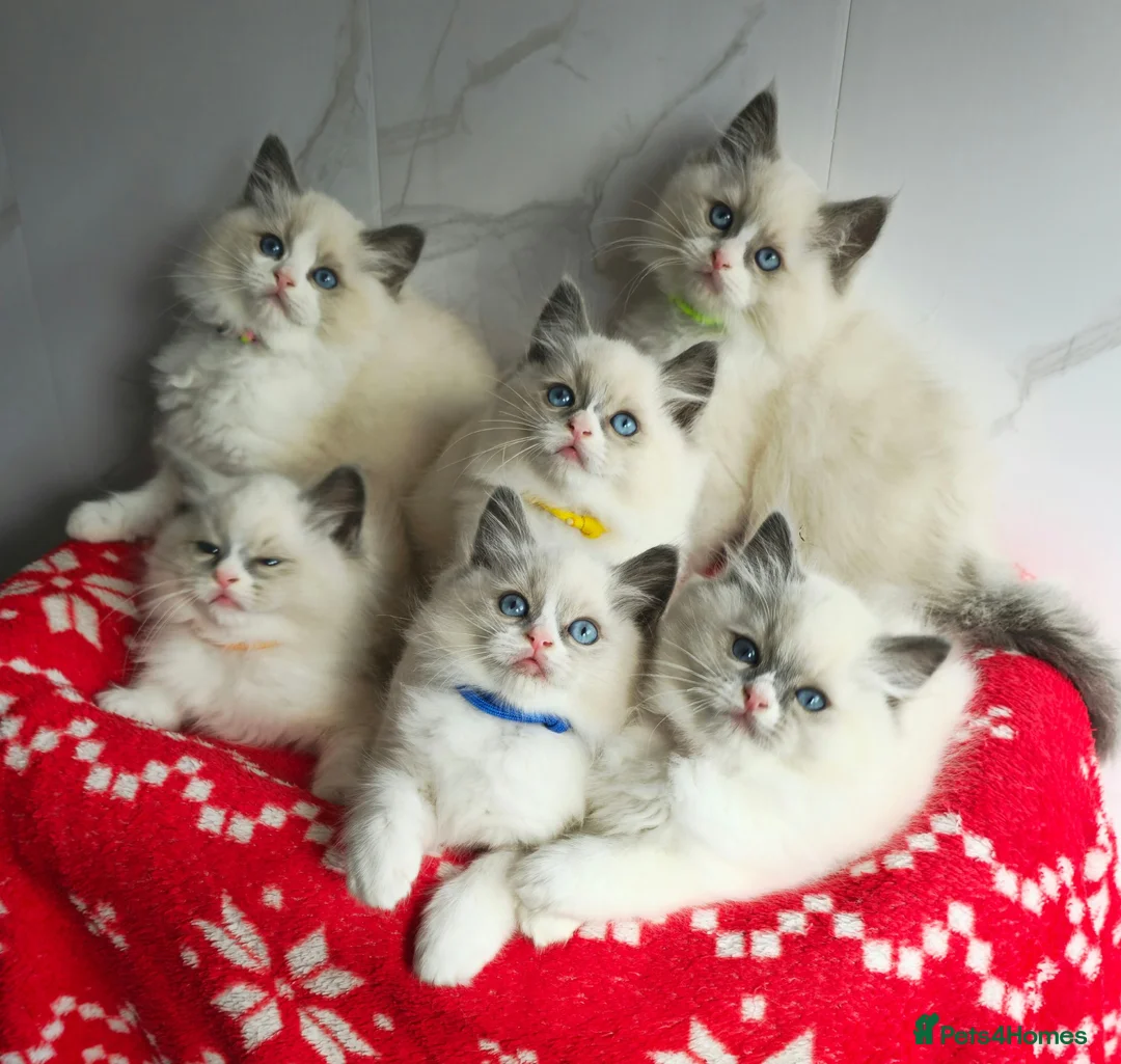 Ragdoll cats for sale: CHAMPION FATHER. GCCF KITTENS  - Advert 1
