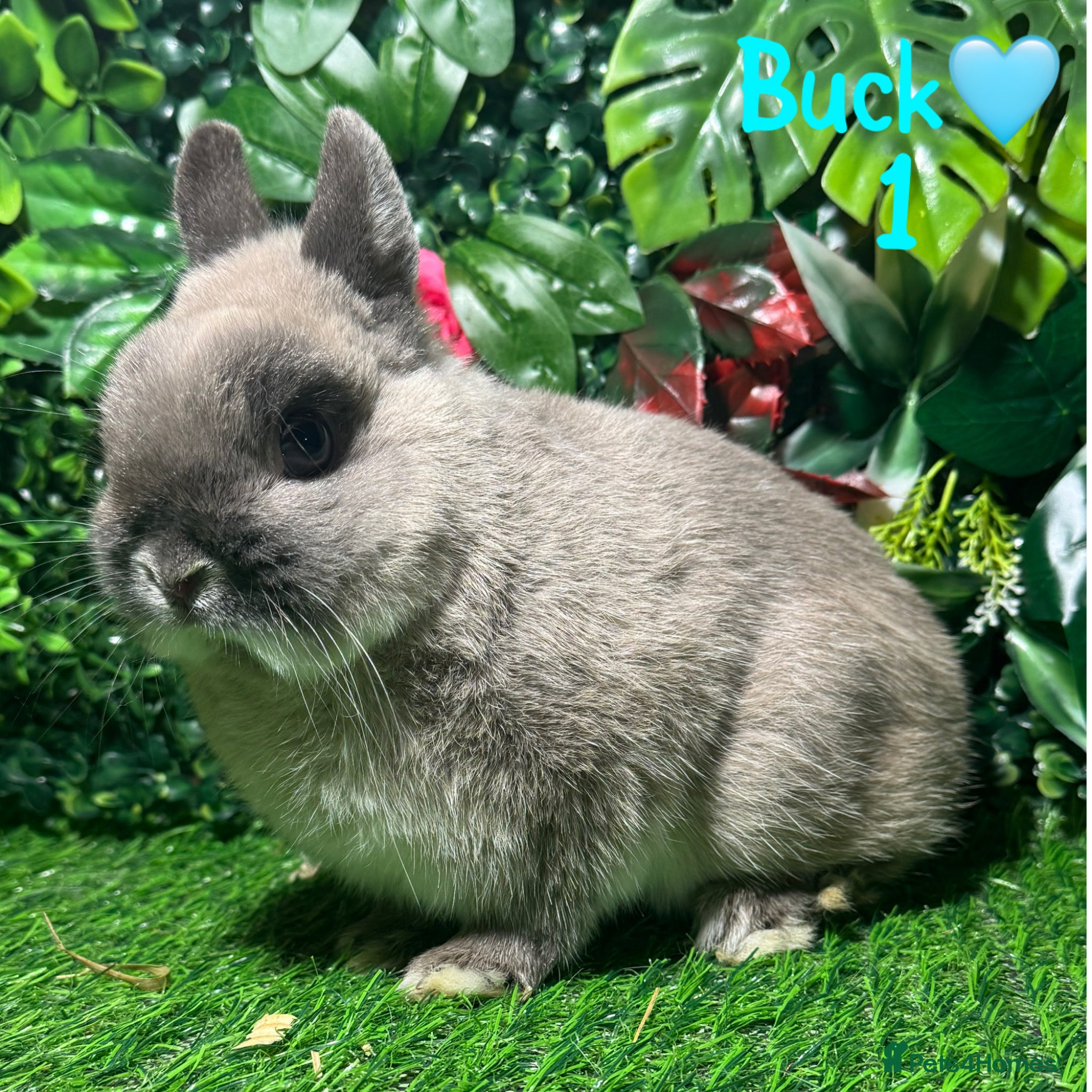 Netherland Dwarf rabbits ✨STUNNING NETHERLANDS DWARF,READY TO REZERVE ✨ - Advert 1