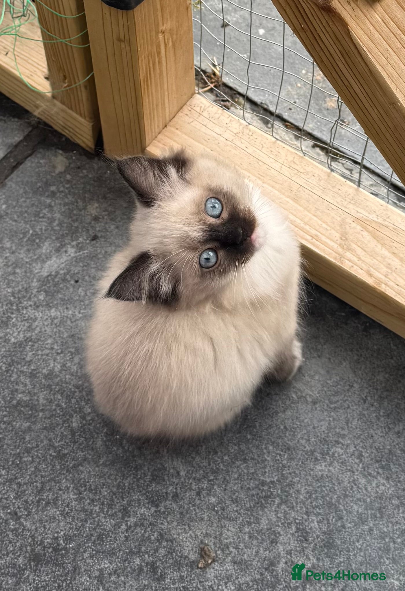 Ragdoll cats for sale: 2 Purebred Ragdoll Kittens  - Advert 9