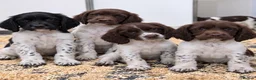 English Springer Spaniel dogs for sale: Stunning KC Reg springer spaniels in South Molton - Advert 1
